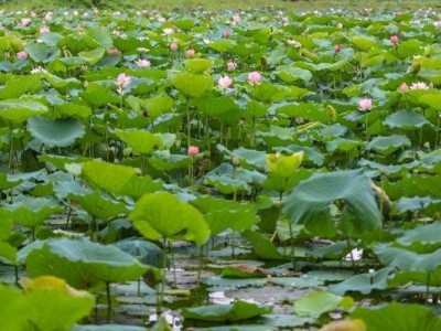 深圳洪湖公园荷花展几月到几月份