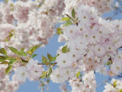 长沙花明楼樱花观赏攻略(开花时间+地址+门票)