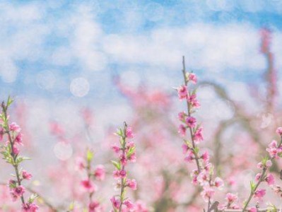 佛山赏桃花好去处推荐(时间+地址+理由)