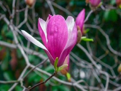 青岛李沧区春季赏花(花期+品种+地点)