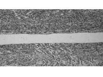 2025海南热带雨林国家公园双色铜合金纪念币防伪特征