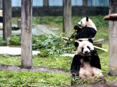 2025重庆动物园五一开园吗?