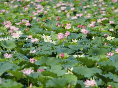 2025深圳荷花展时间+地点+门票+活动亮点