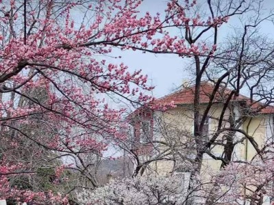 青岛中山公园梅花开了吗