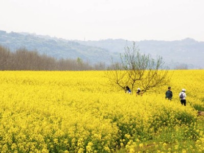 2025重庆广阳岛油菜花节时间、地点、门票
