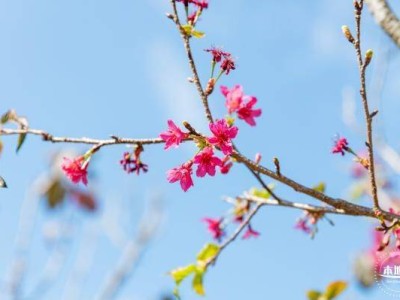 深圳大运公园樱花开了吗