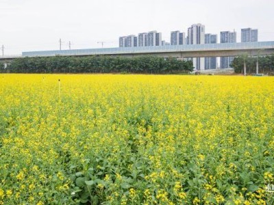 2025深圳赏花的地方盘点 全年赏花时间表