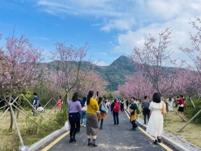 深圳三洲田樱花谷位置在哪里