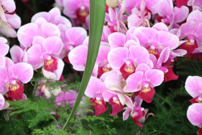 2020坪山区迎春花市(时间+地点+活动详情)