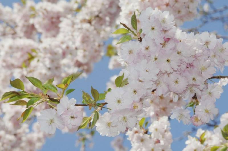 长沙花明楼景区樱花观赏攻略（花期+地址+预约）