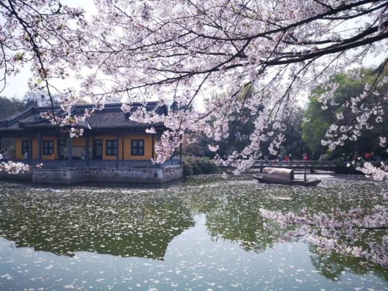 2023无锡樱花最佳时间