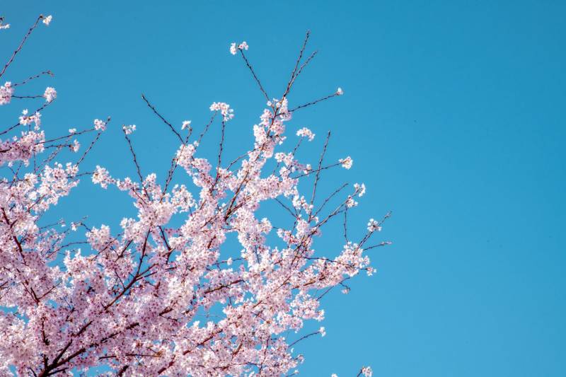 株洲樱花观赏指南（观赏时间+观赏地点）