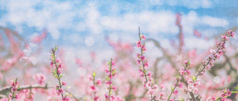 佛山赏桃花好去处推荐()