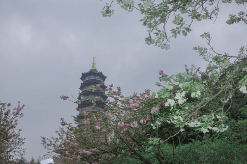 2022重庆赏樱花的地方盘点（地点+路线）