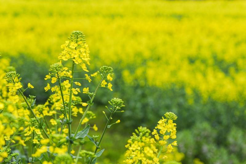 厦门最近赏什么花？附地点、花期（持续更新 ）