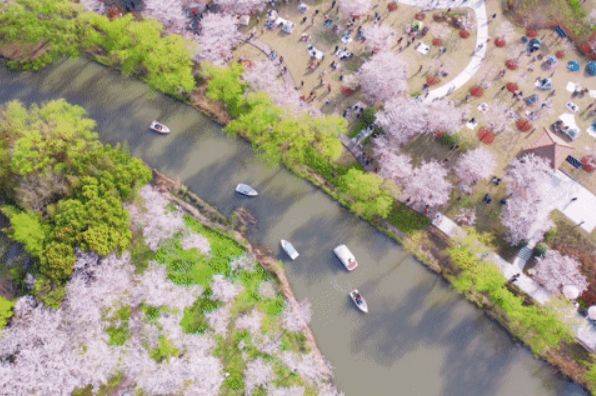2025上海樱花节时间+门票+地址+主题活动