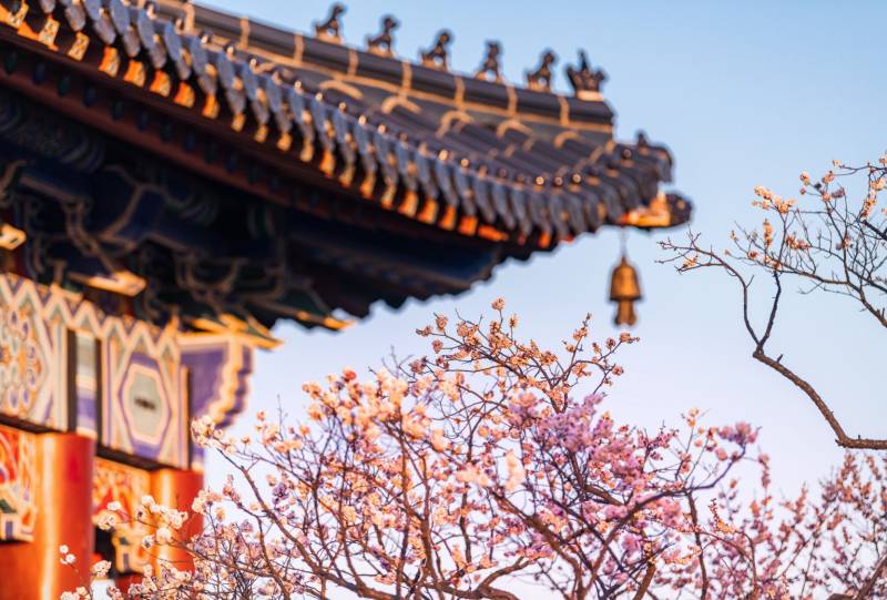 2025南京樱花季来啦!最佳赏樱时间+打卡地全攻略