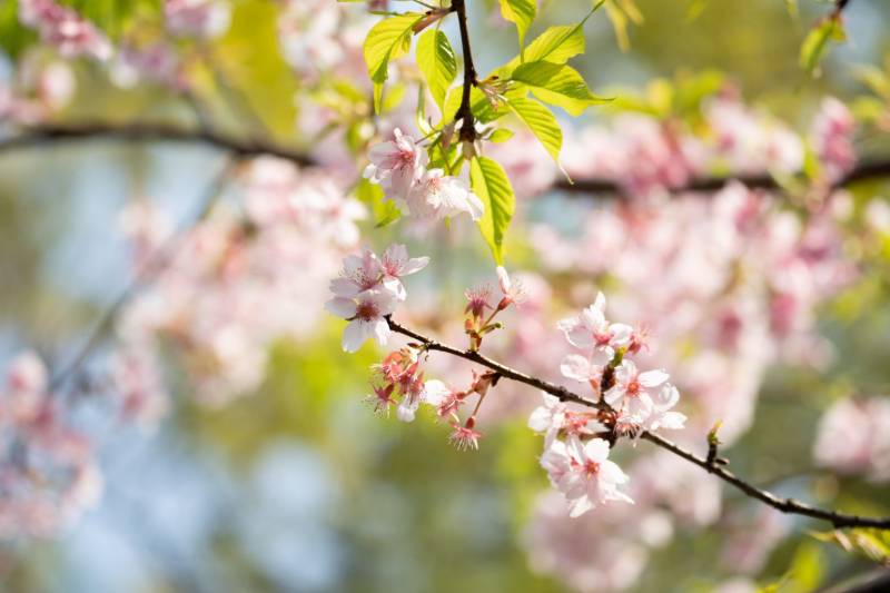 2024唐山樱花赏花地点+时间