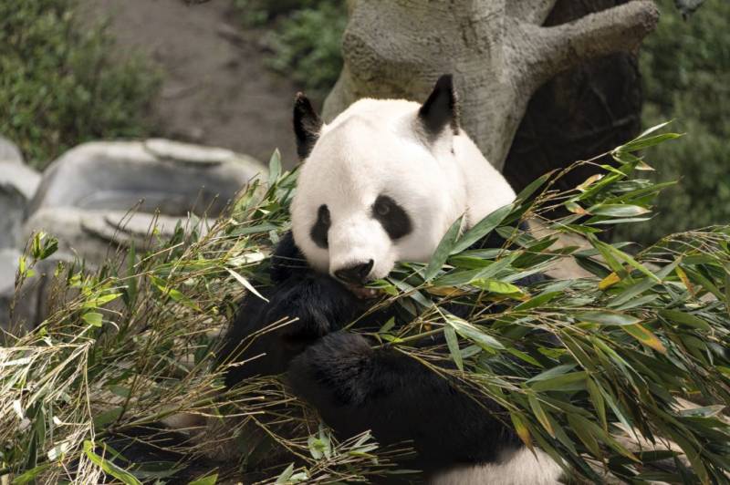 重庆动物园熊猫馆开放时间 门票 介绍