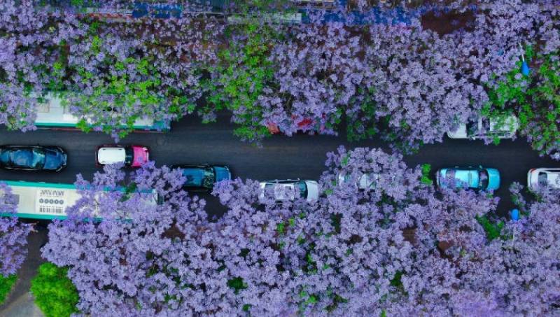 昆明蓝花楹2020观赏指南